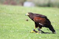 IMG_1929-11.jpg