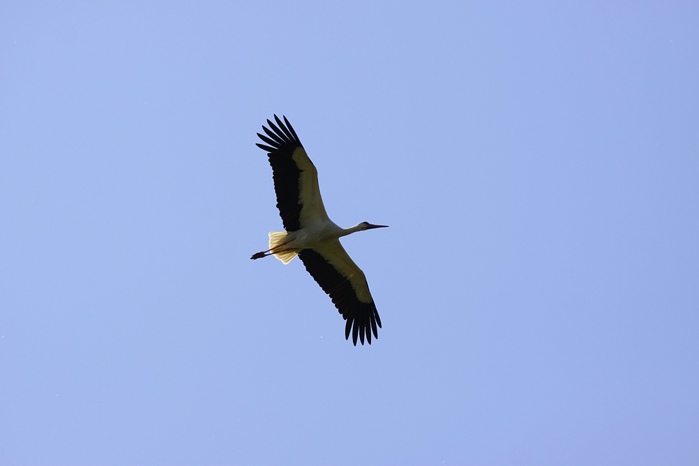 IMG_8948-11.jpg