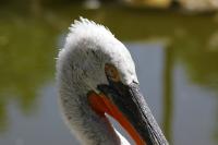 IMG_9274-11.jpg