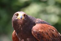 IMG_2330-11.jpg