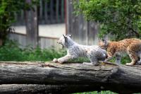 IMG_77121.jpg