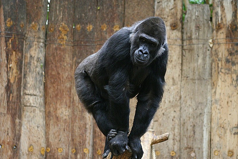 gorilla-1.jpg