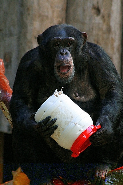 schimpanse1_240207.jpg
