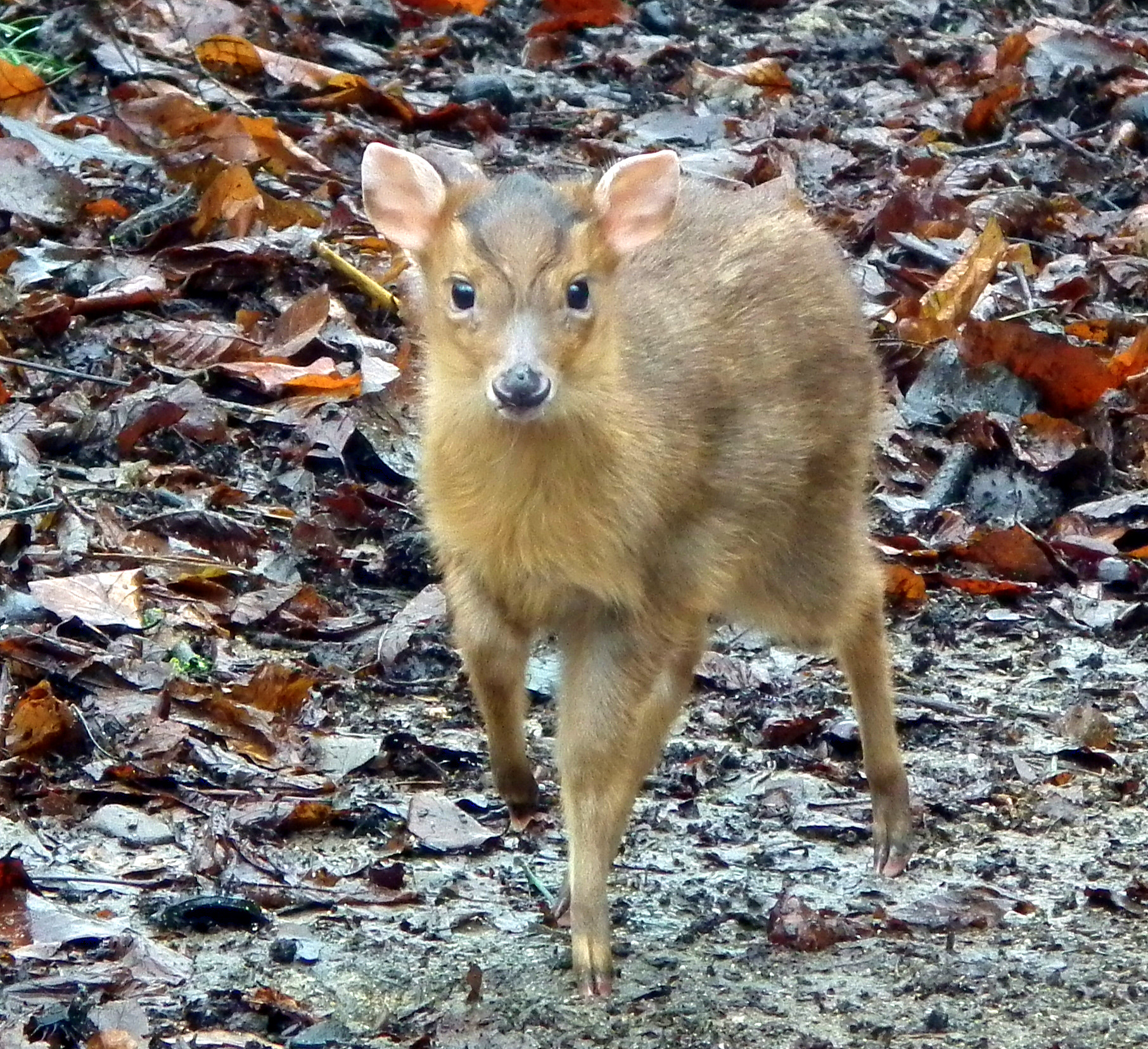 DSCF0743-1.jpg