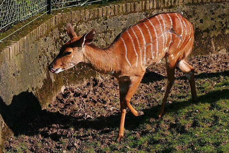 nyala_120307.jpg