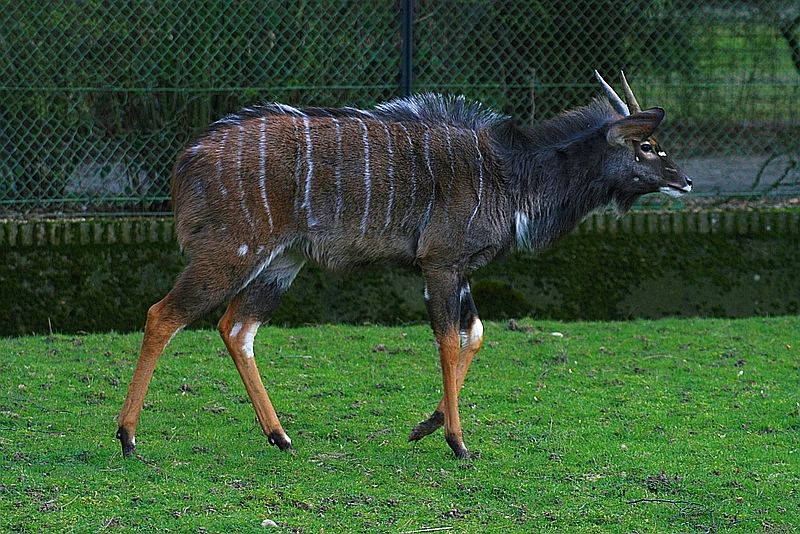 nyala_100307.jpg
