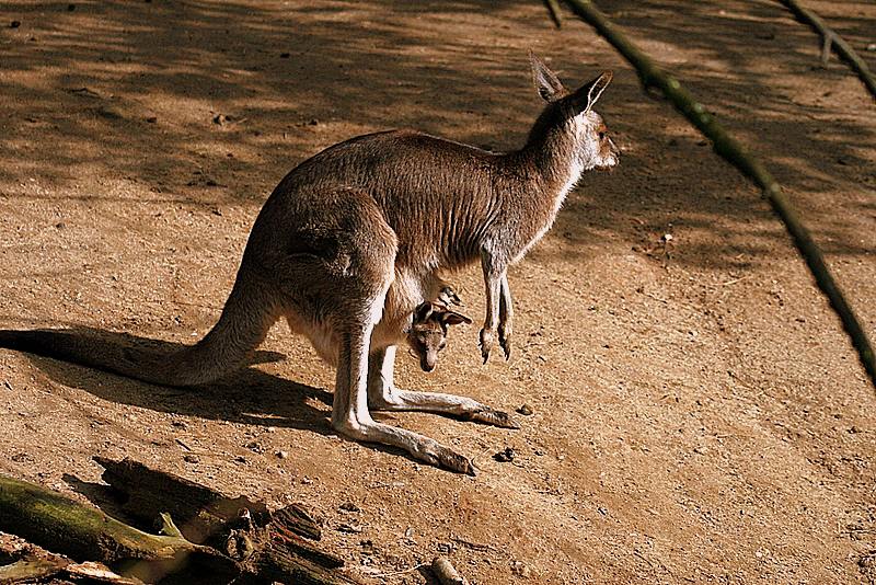 kaenguru2_100307.jpg