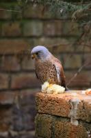 IMG_4540-11.jpg