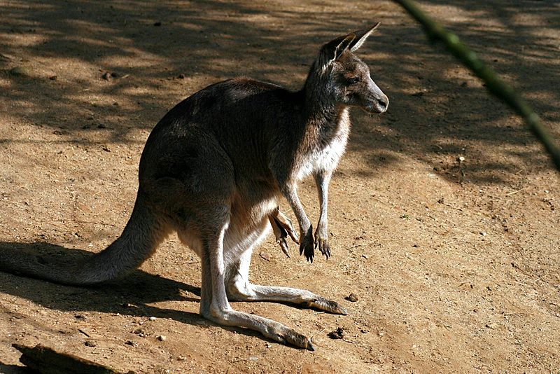 kaenguru_100307.jpg