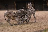 IMG_4940-11.jpg