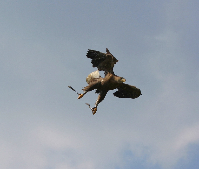 flug-11.jpg