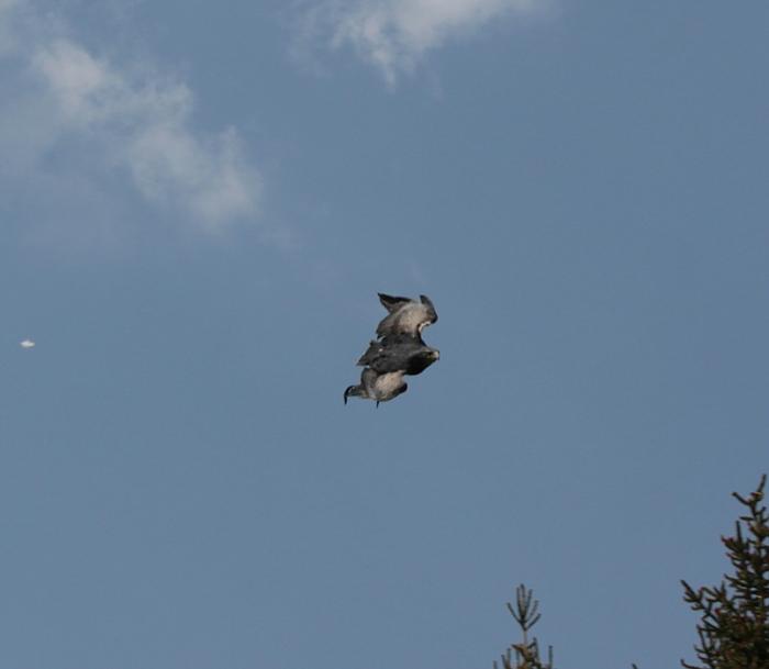 IMG_0411-11.jpg