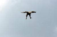 IMG_0513-11.jpg