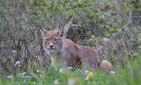 IMG_0684-11.jpg