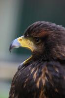 IMG_9160-11.jpg