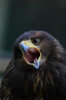 IMG_9166-11.jpg