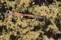 IMG_9334-11.jpg