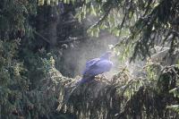 IMG_9487-11.jpg