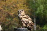 IMG_9780-11.jpg