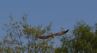 IMG_9823-11.jpg
