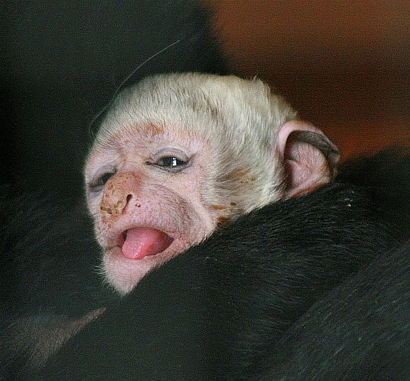 guereza040307.jpg