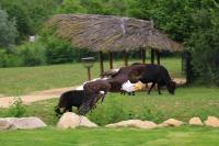 IMG_8574-11.jpg