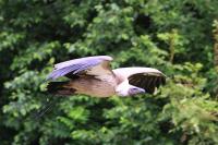 IMG_8732-11.jpg