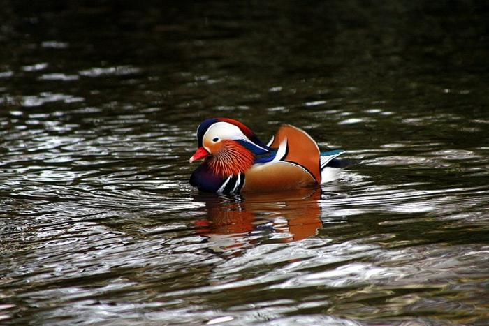 ente_250307-1.jpg