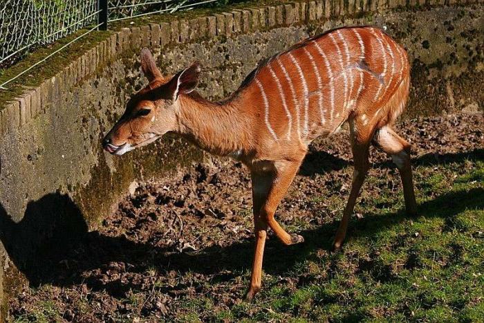 nyala_120307.jpg