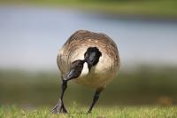 diverse Naturfotos