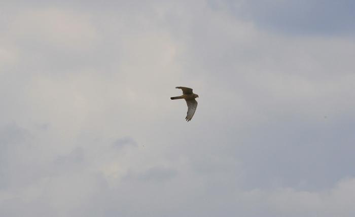 IMG_2938-11.jpg