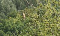 IMG_2971-11.jpg