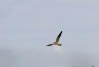 IMG_2993-11.jpg