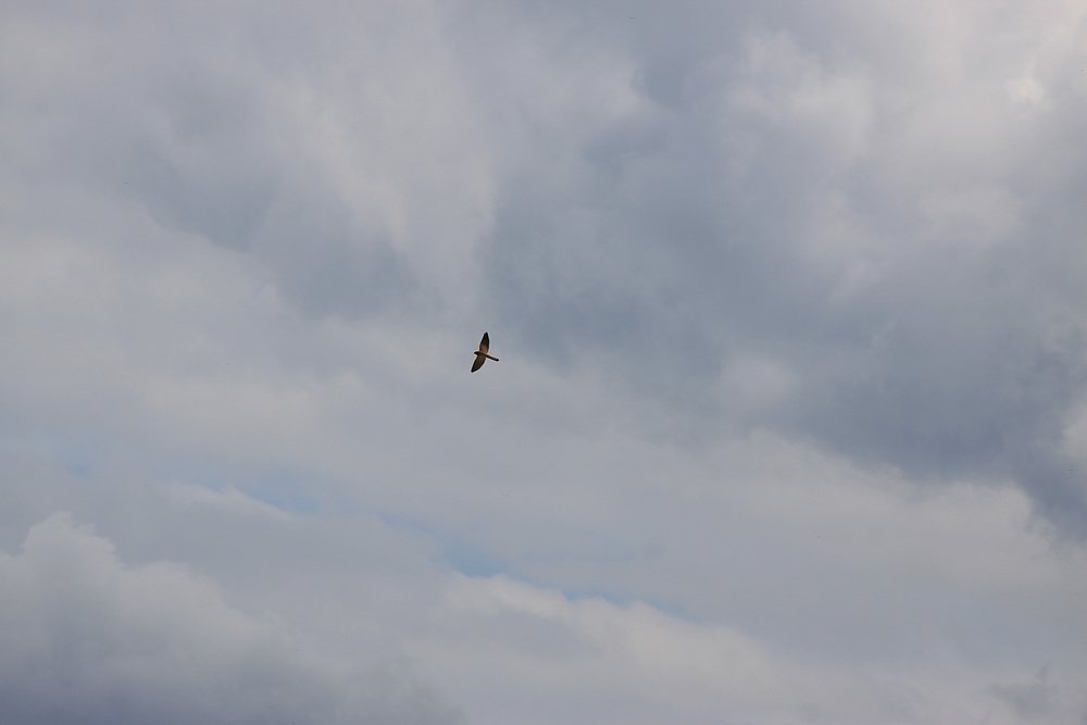 IMG_3003-11.jpg