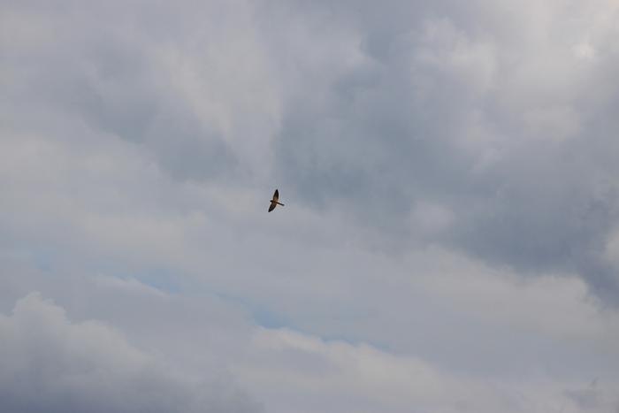 IMG_3003-11.jpg
