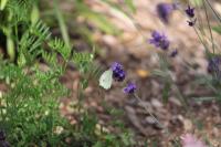 IMG_5274-11.jpg