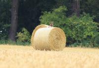 IMG_5304-11.jpg