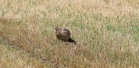 IMG_6294-11.jpg