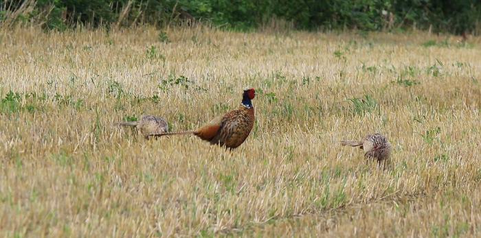 IMG_6313-11.jpg