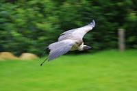 IMG_8625-11.jpg