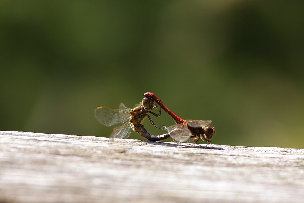 IMG_3866-11.jpg