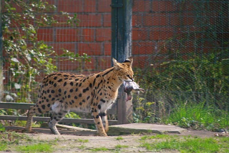 serval.jpg