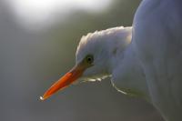 IMG_5315-11.jpg