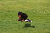 IMG_5642-11.jpg