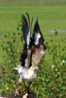 IMG_5656-11.jpg
