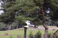 IMG_5978-11.jpg