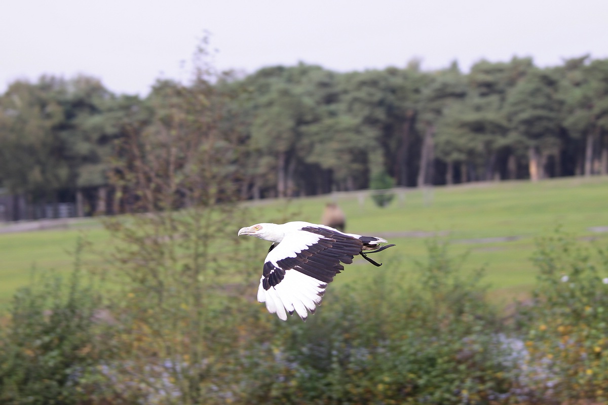 IMG_5981-11.jpg