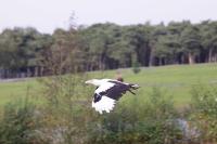 IMG_5981-11.jpg