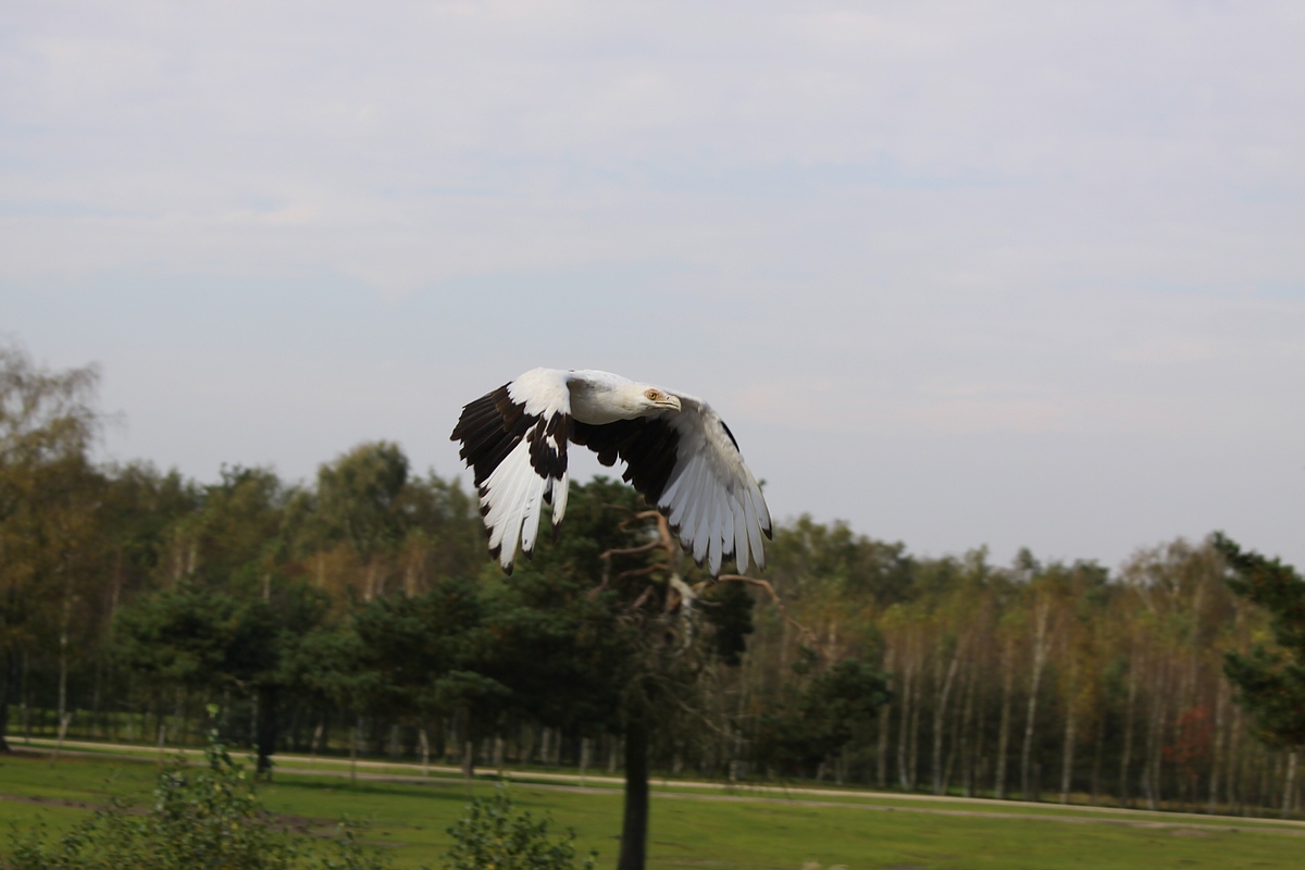 IMG_6001-11.jpg