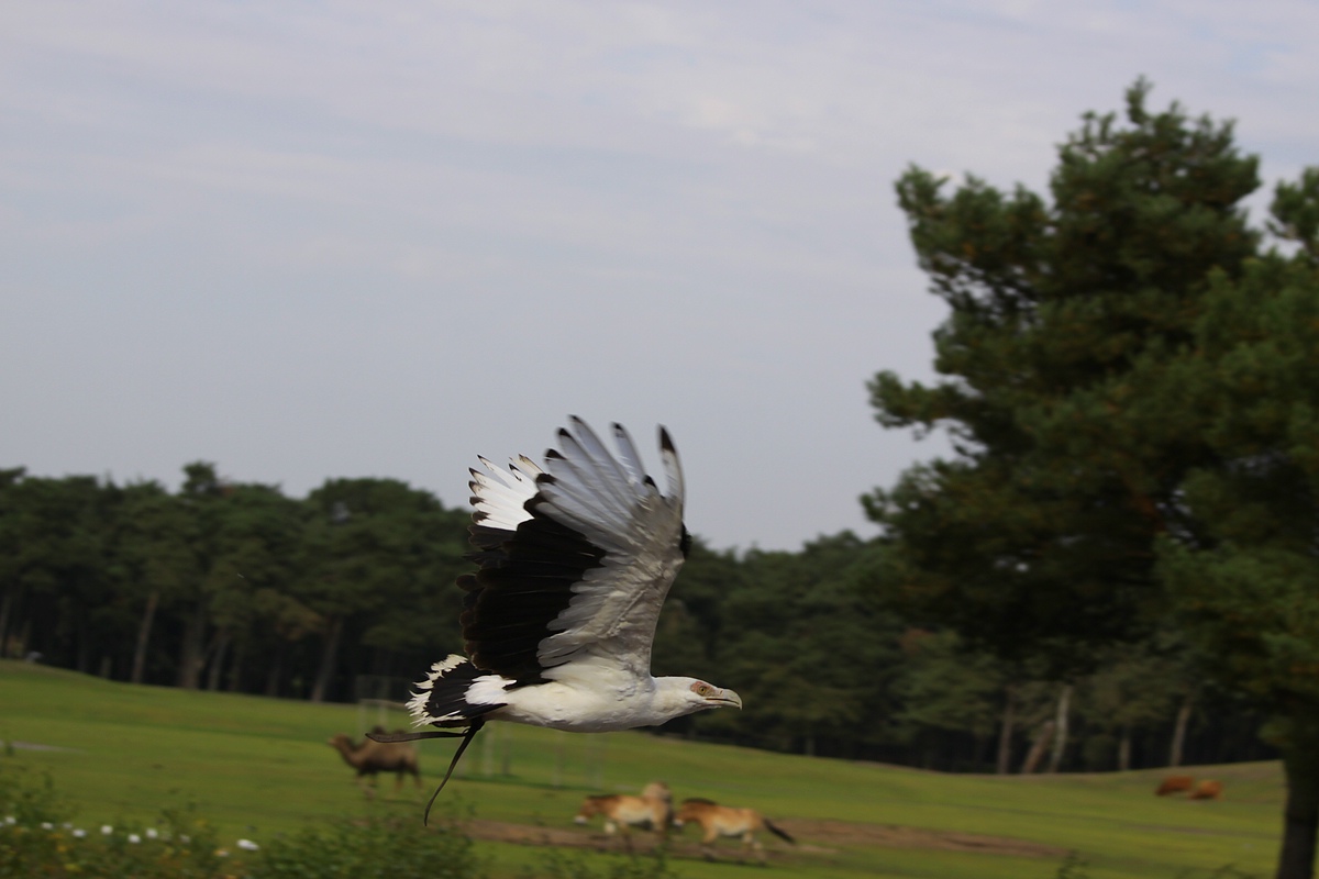 IMG_6005-11.jpg